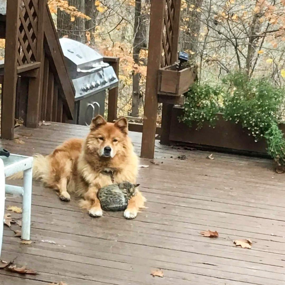 正式成為「狗狗奴才」～