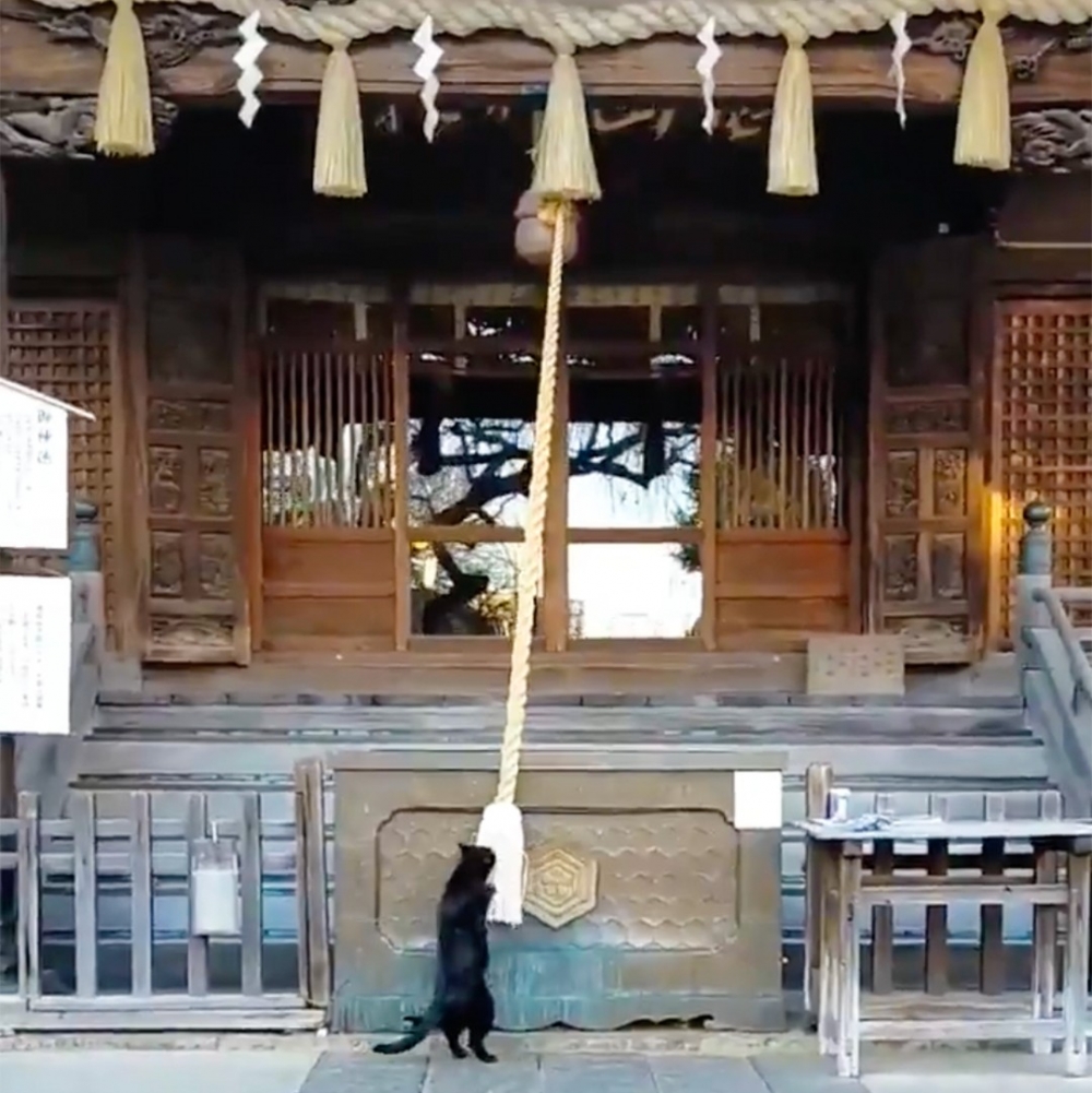 用力拉～用力拉～