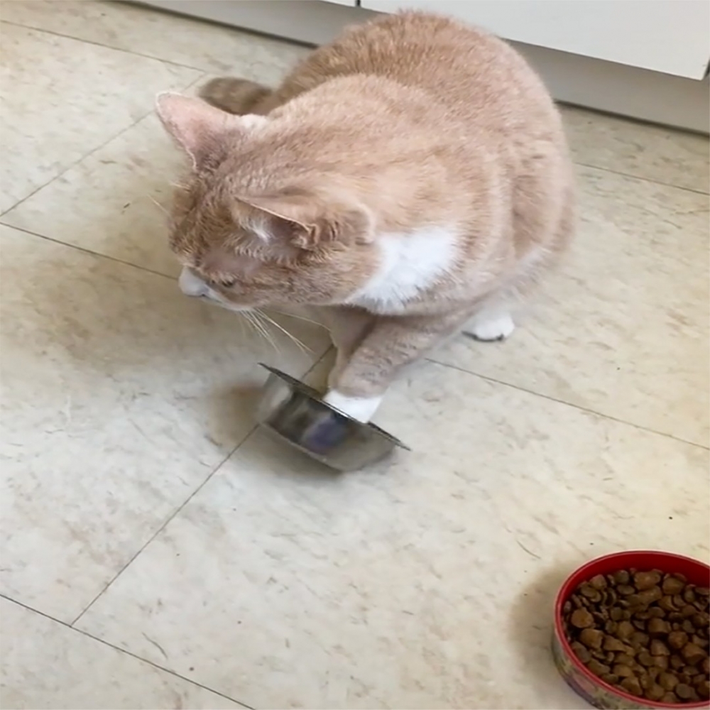 奴才：「這個月的伙食費····快沒了?」