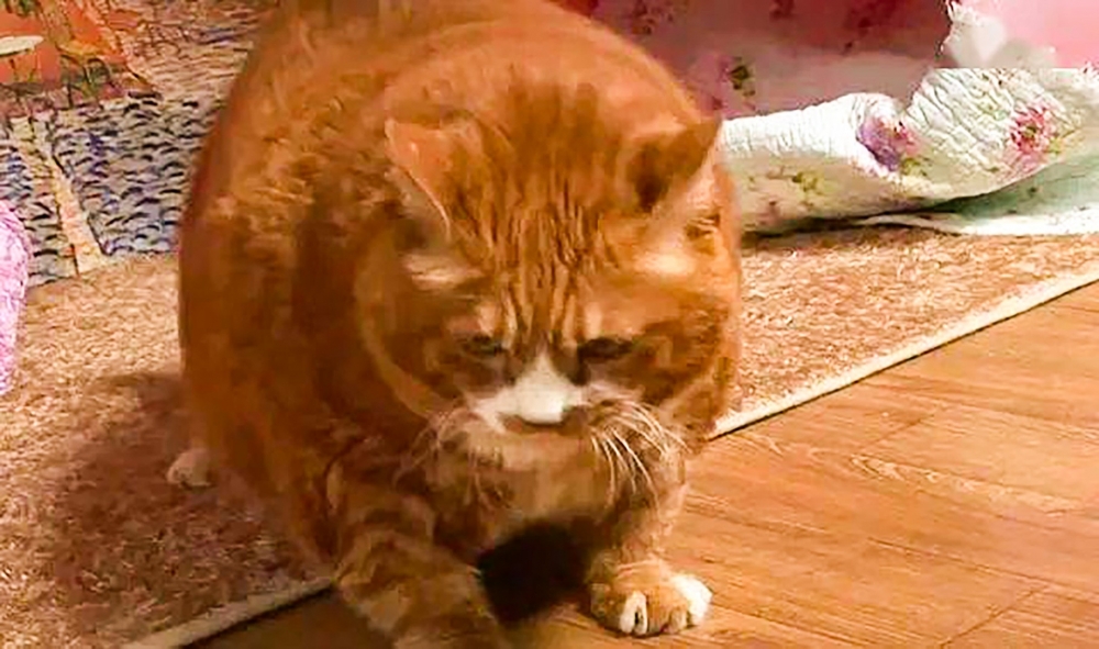 奴才:要努力成為「金針菇」喔~