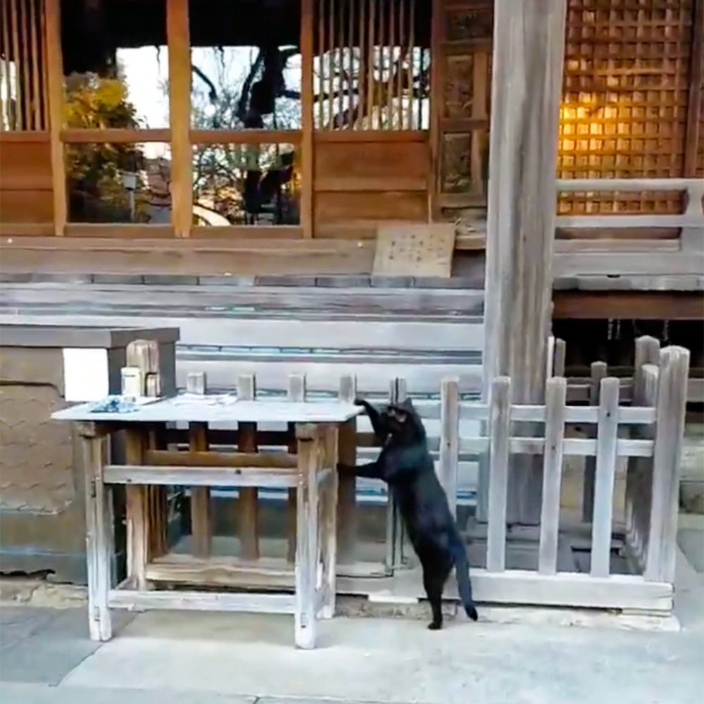 喵主子的「搞事情基因」啟動