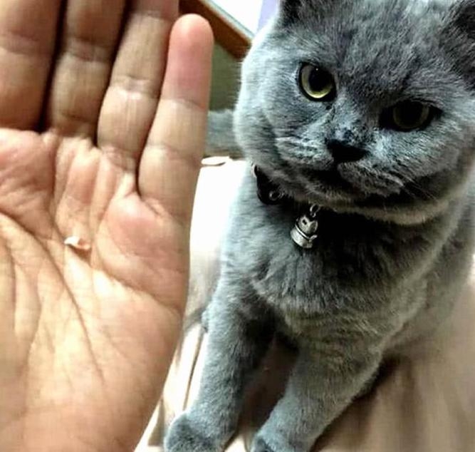 喵主子可憐的小虎牙～