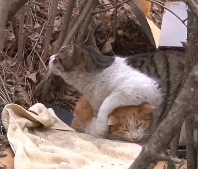 橘喵：「謝謝」