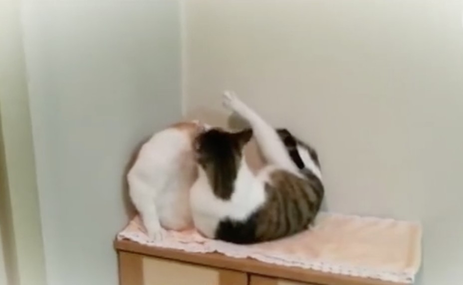 朋友我來幫你舔個毛