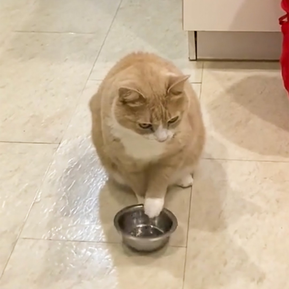 喵：「預備備～～」