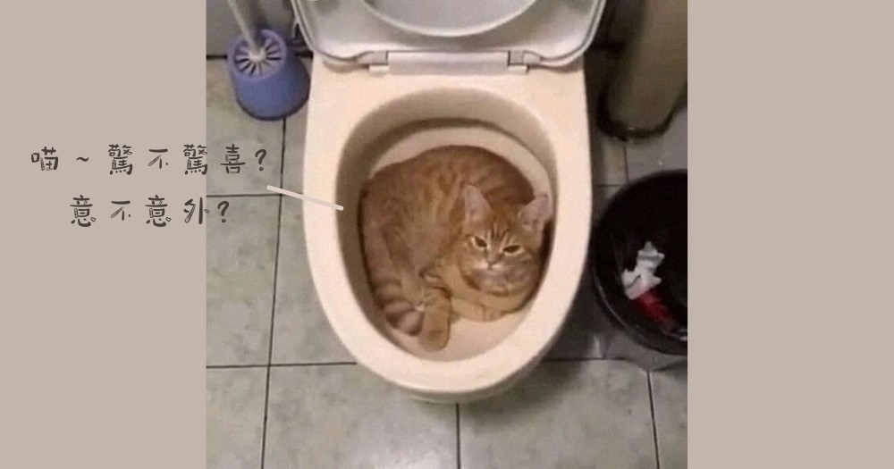 喵～驚不驚喜？意不意外？