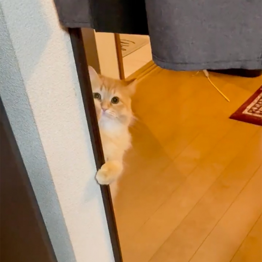 喵:你看不到窩吧~