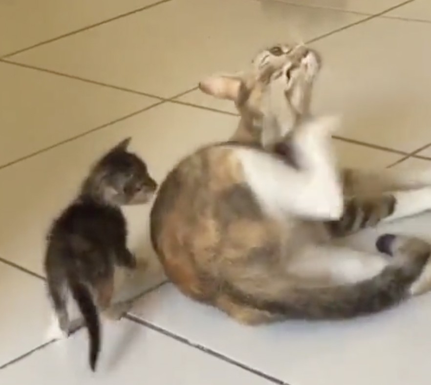 photo from Twitter/@CATHEAVEN11