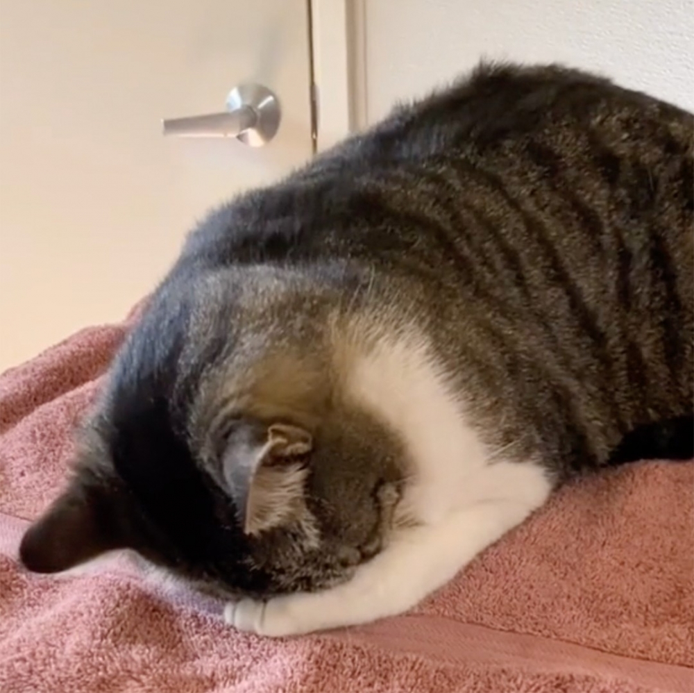 喵：朕累了！今天心裡輔導室歇業！