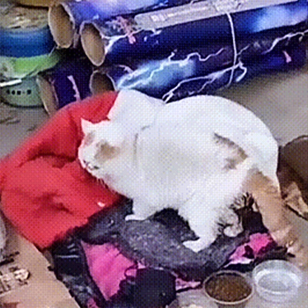 「脫肛」的貓咪