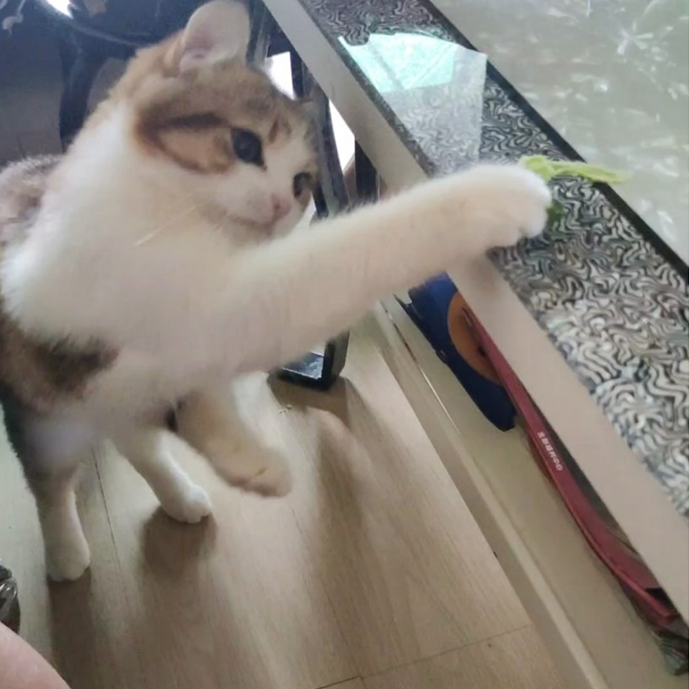 勝利在望!
