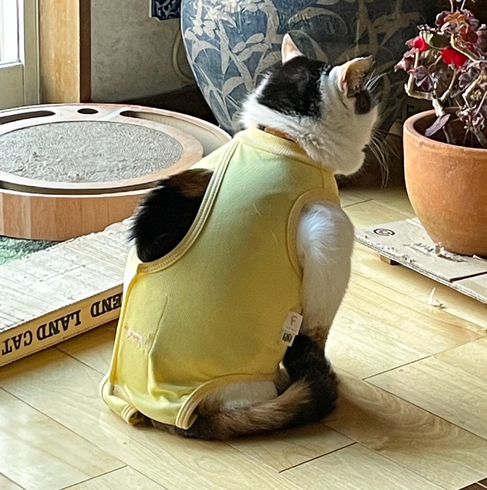 快爆開的衣服~