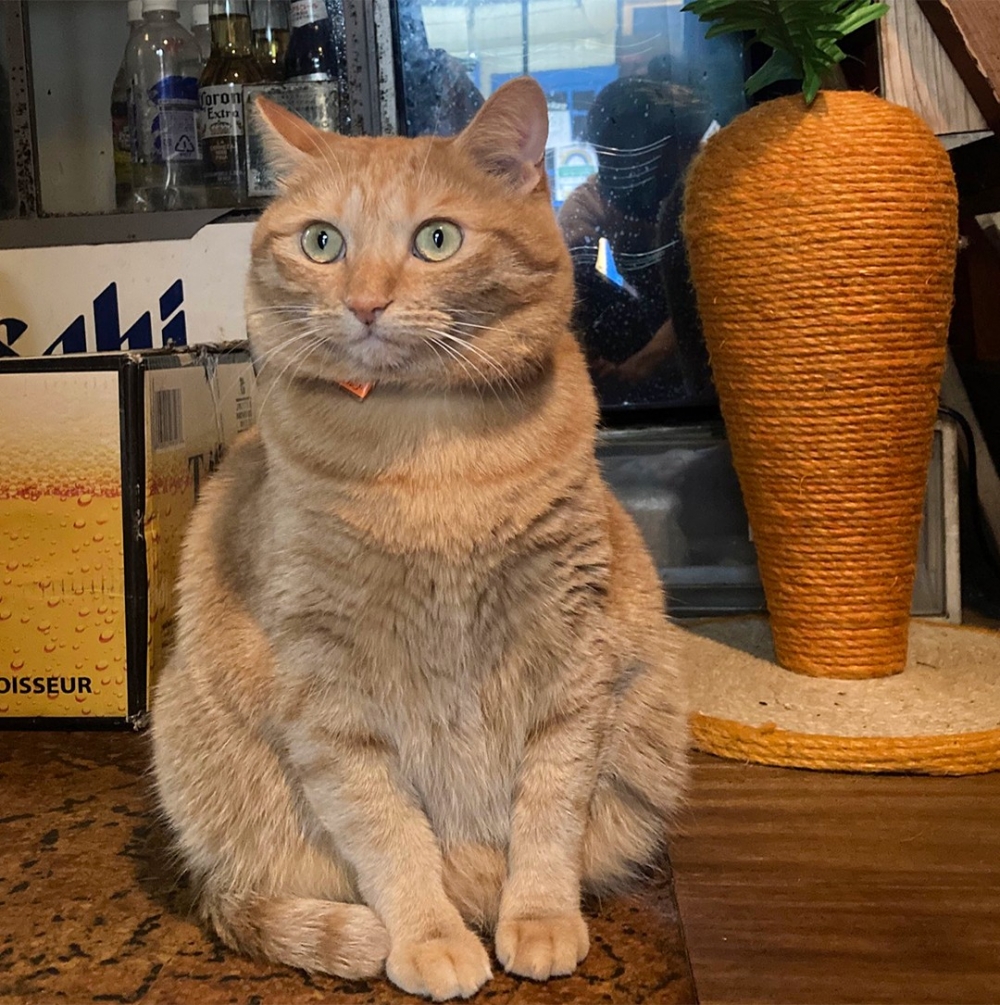 奴才：「好的～今晚就給你加餐！」