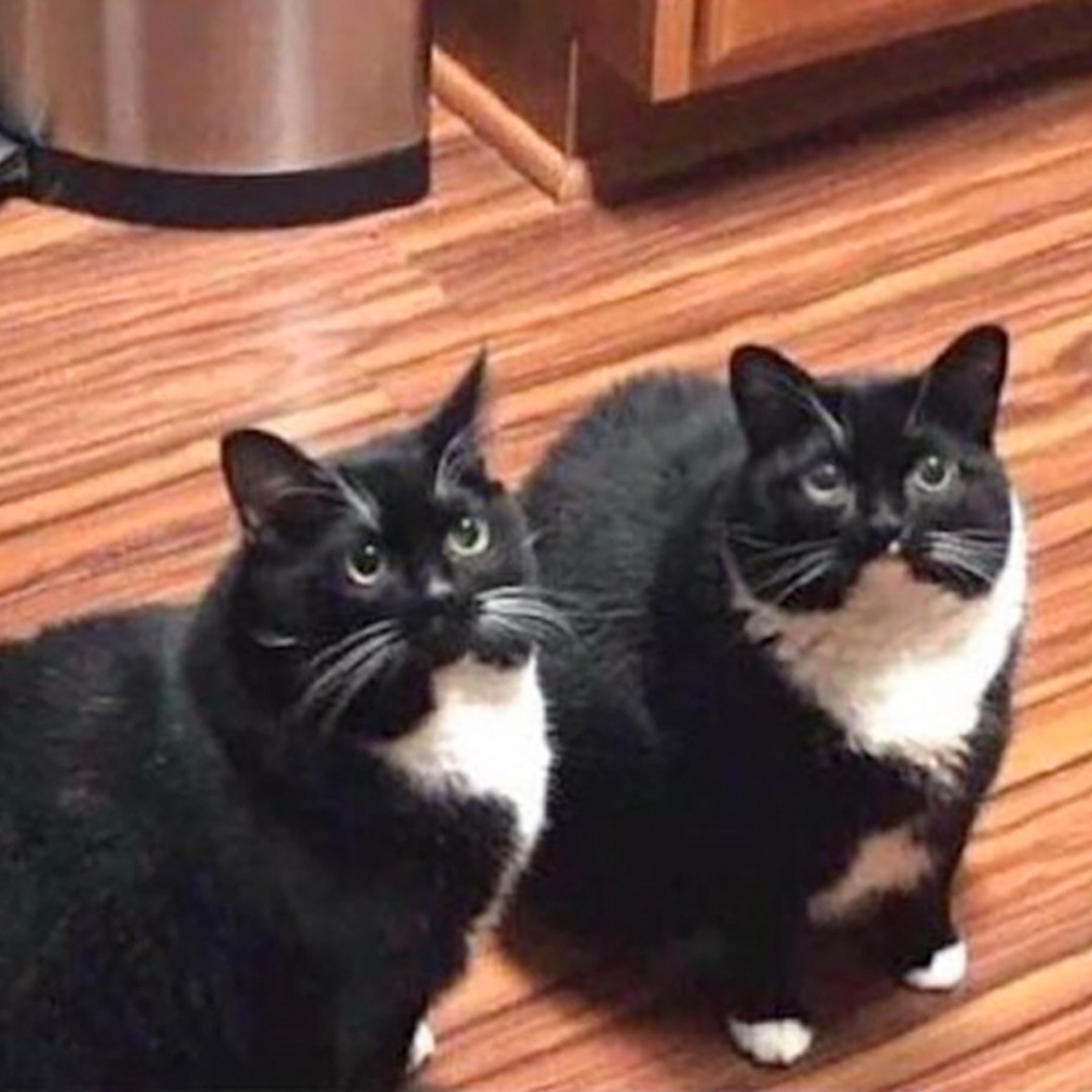 完全一模一樣的兩隻喵!