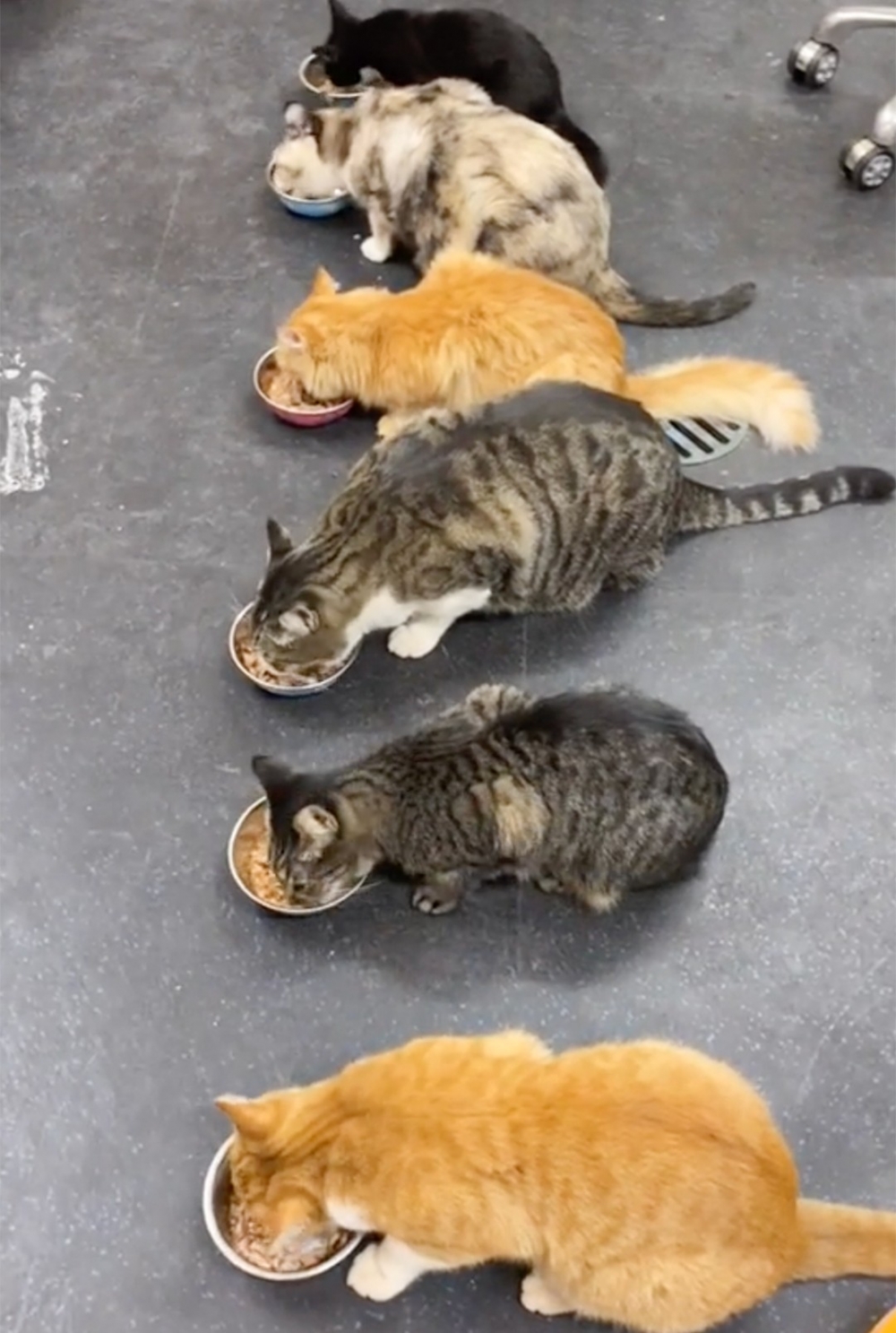 喵：今日工資get！