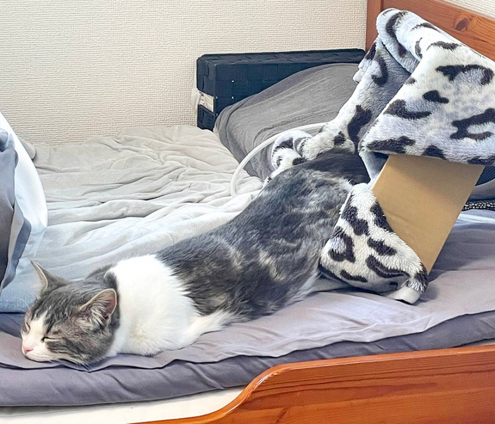 這是箱子滿了溢出來的喵？