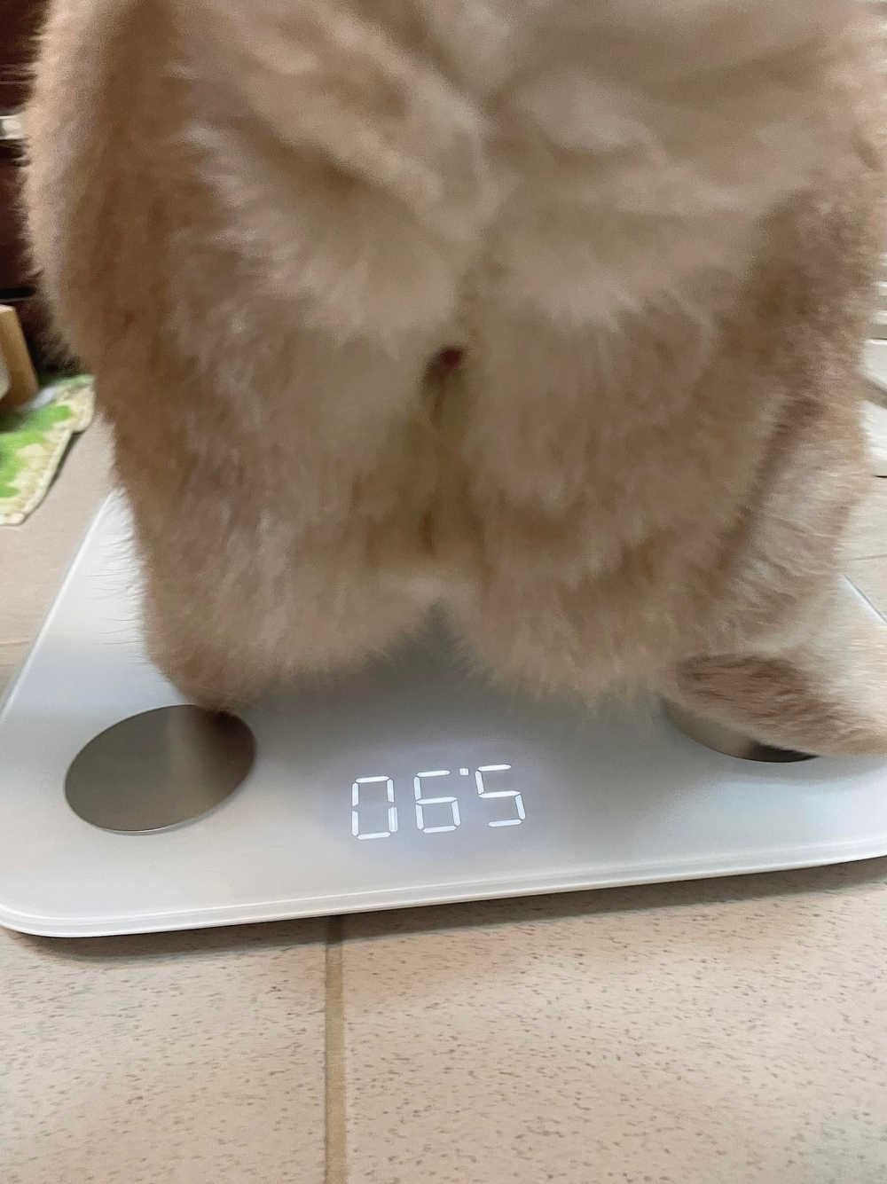 photo from FB/饅饅愛茶茶