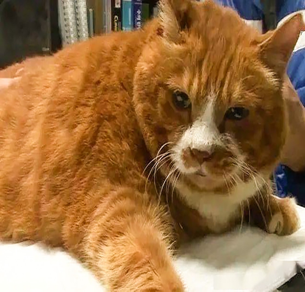 這次不是毛多的鍋了~