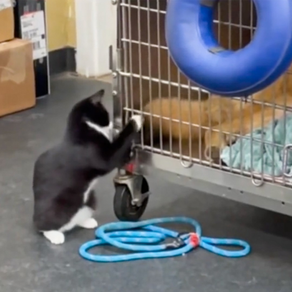 快跟朕說～今天身體狀態怎樣呀