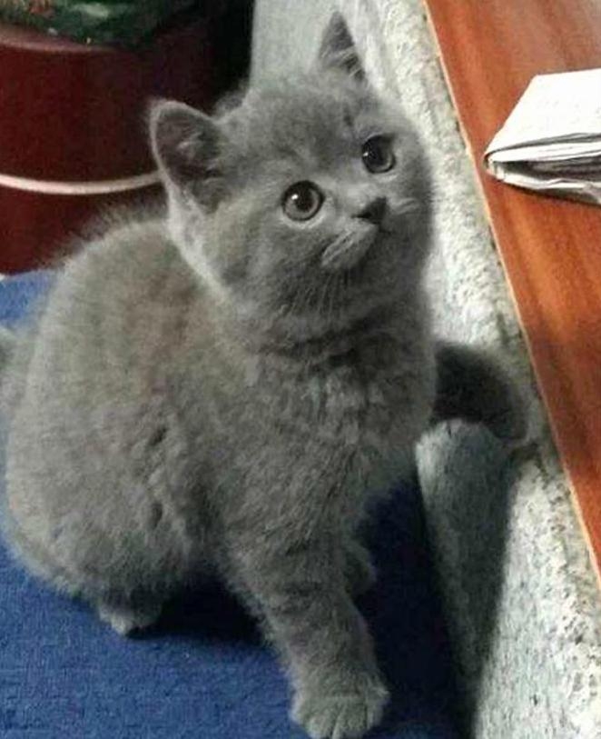 蓬鬆且圓滾滾的喵主子～