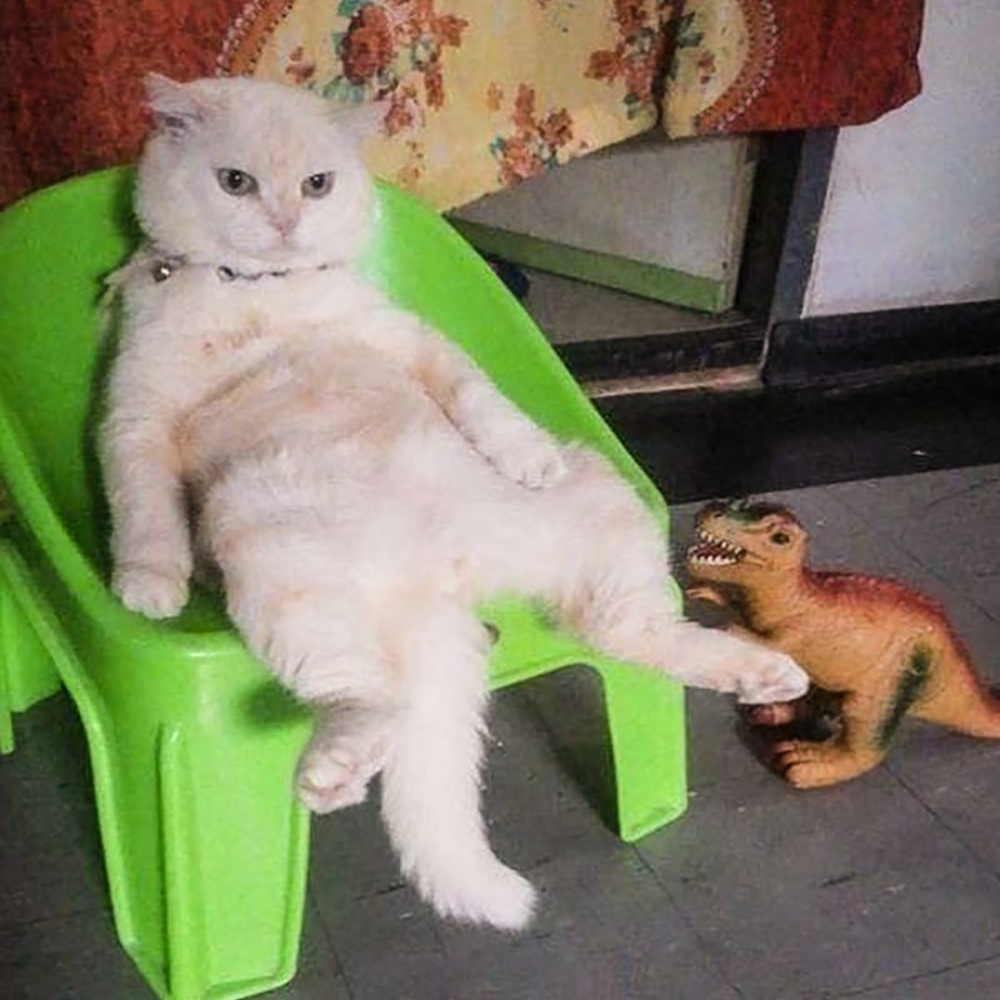 像不像你老闆看著你的模樣呢？