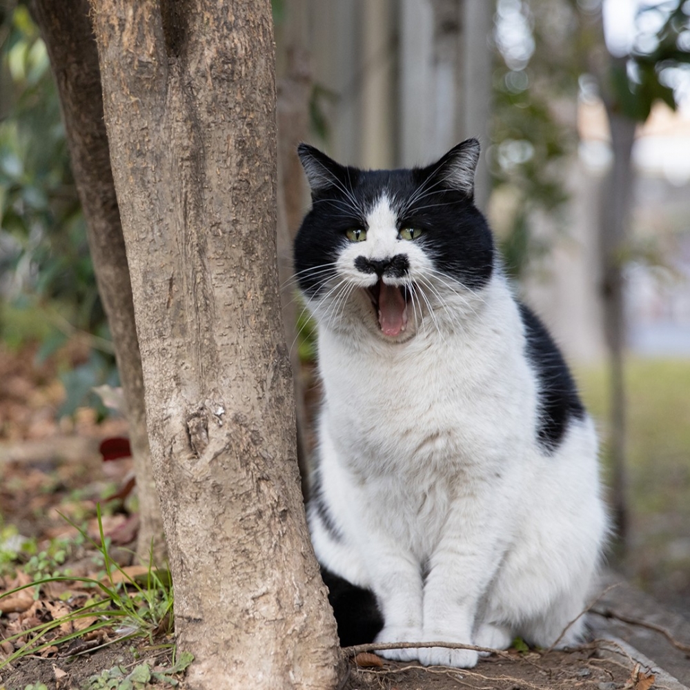 喵：「朕也是很無辜的?」