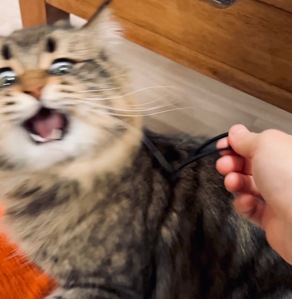 奴才：「只是發圈而已啦～」