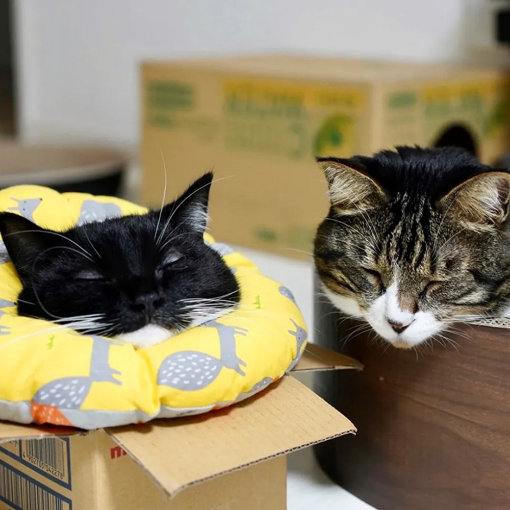 奴才：「太心空惹❤️」