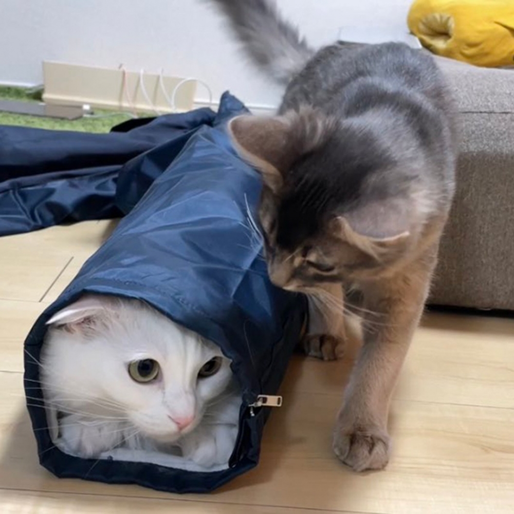 喵：舒服的～一起進來吧