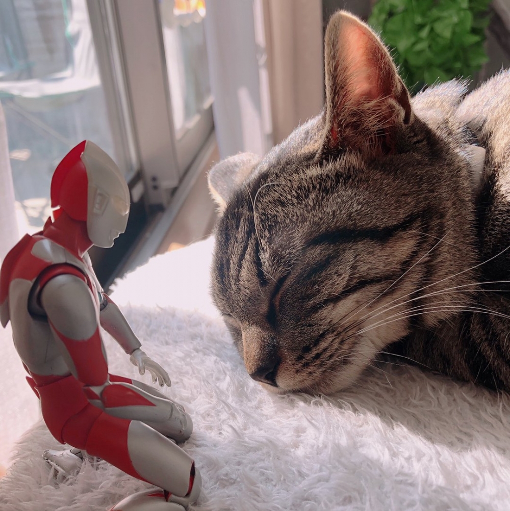 奴才（小聲）：「晚安～」