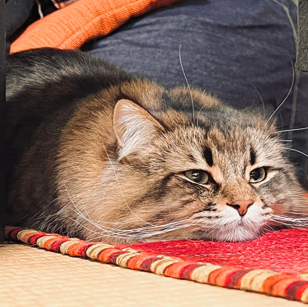 喵：「朕乏了別過來」