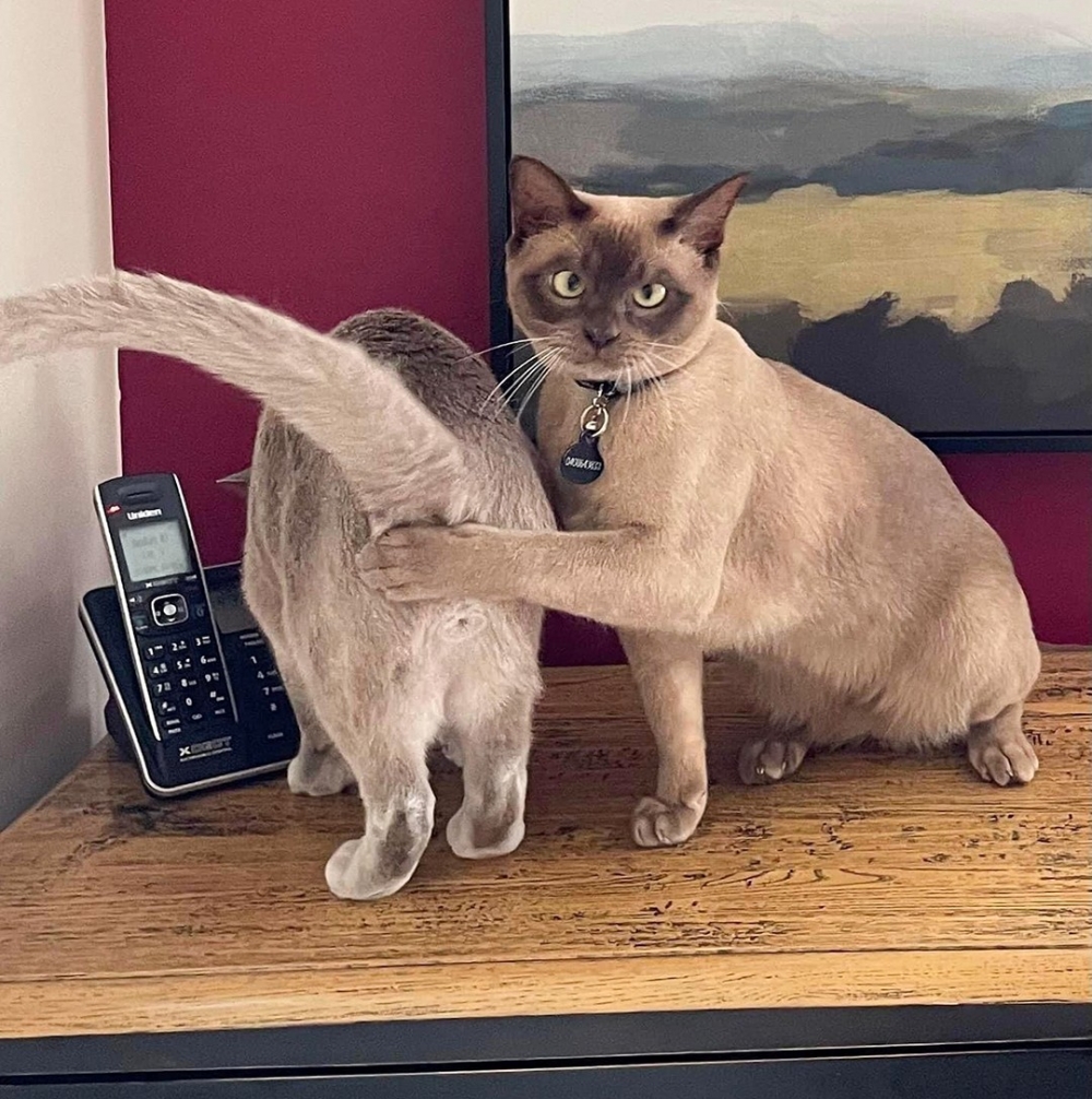 喵：「別看噢！朕超凶的！」