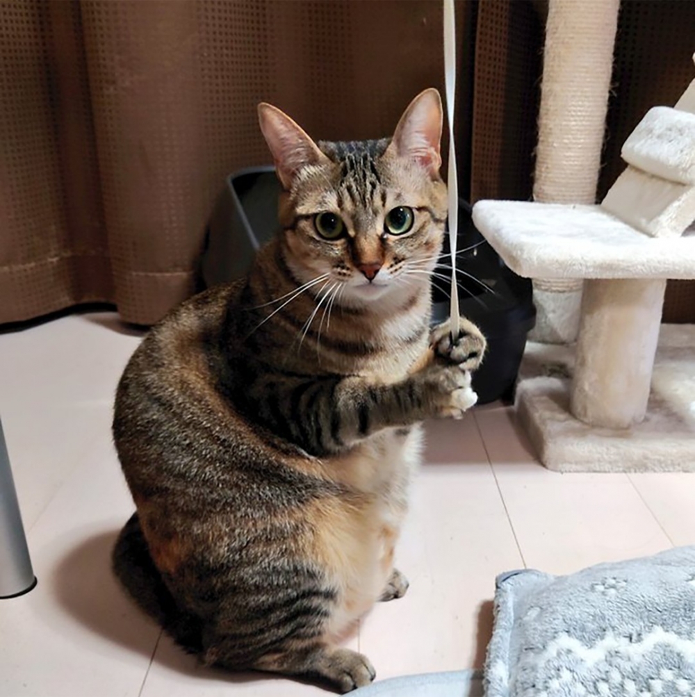 喵：「來吧球球！朕已經準備好了?」