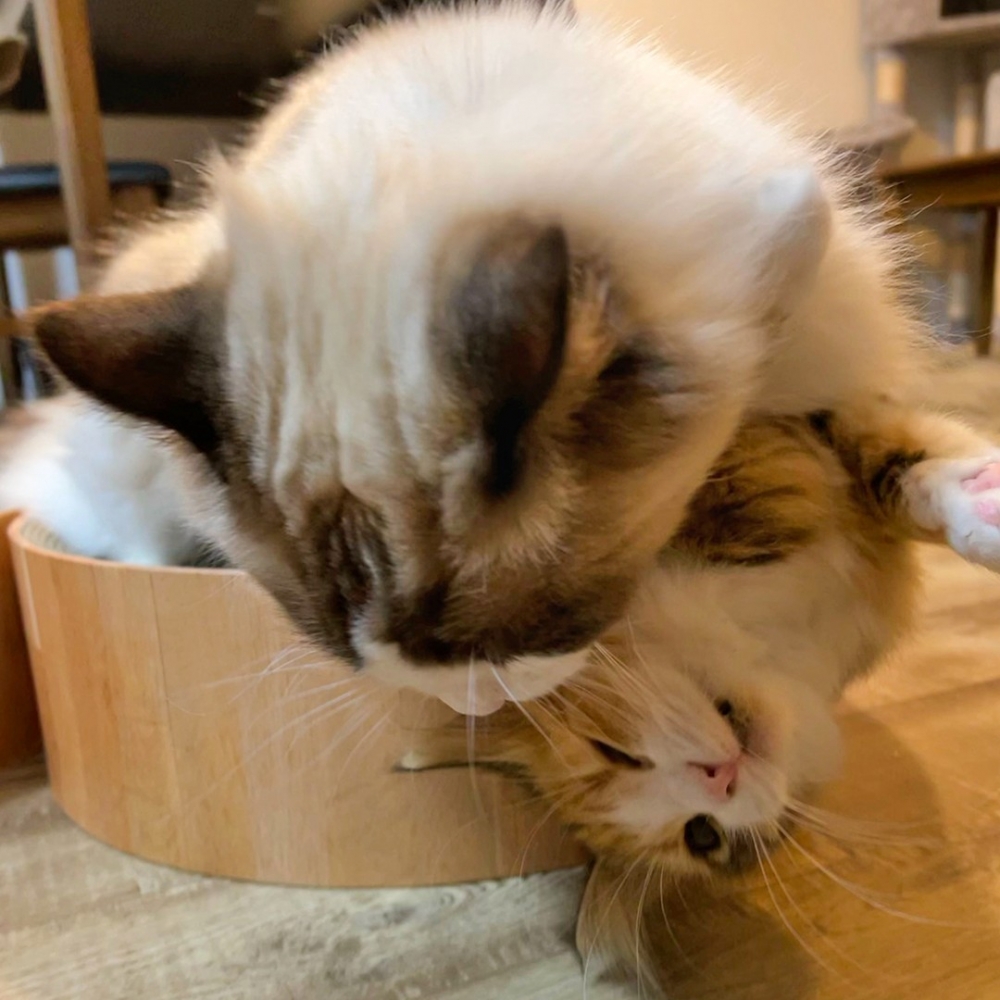 奴才：「這表情也太嫌棄了吧XD」