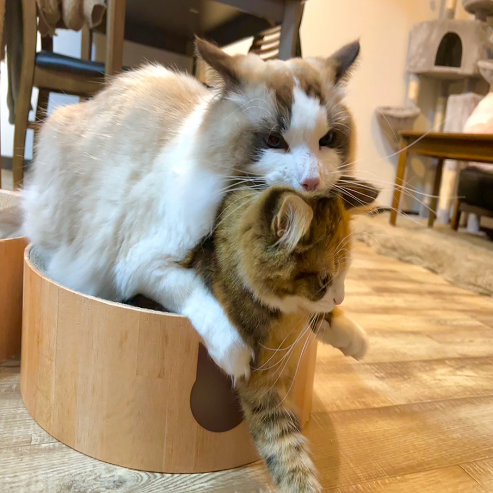 奴才（欣慰）：「感情真棒呢～」