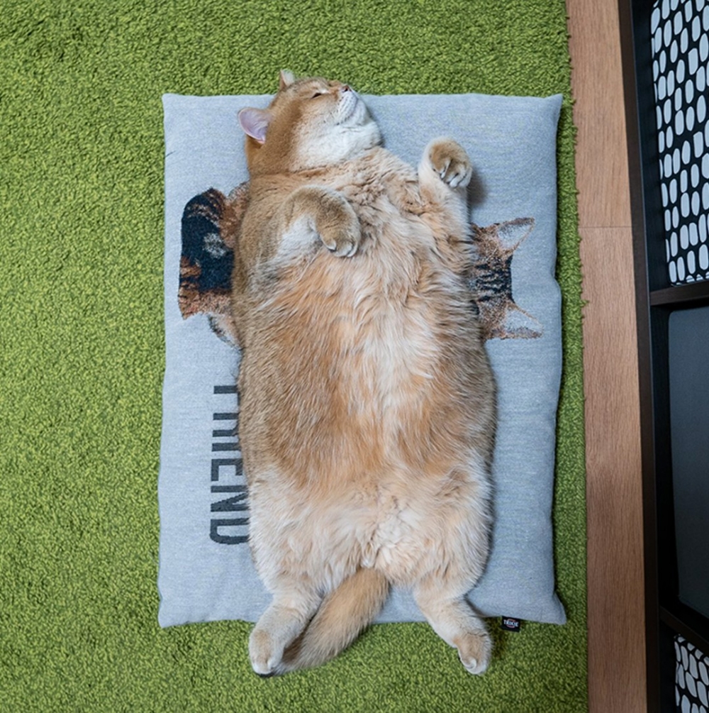 喵：「呼嚕嚕～呼嚕嚕～」