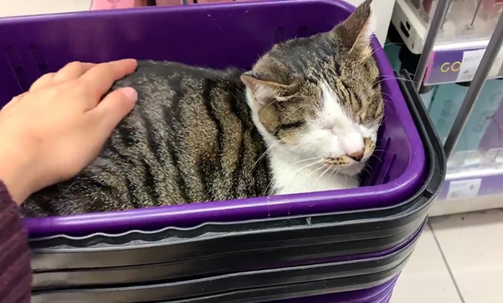 喵：「舒服喵～」