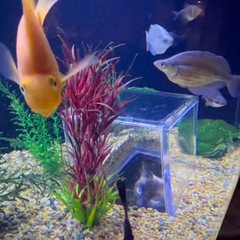 魚：「光明正大地看吧～我們已經習慣了～」