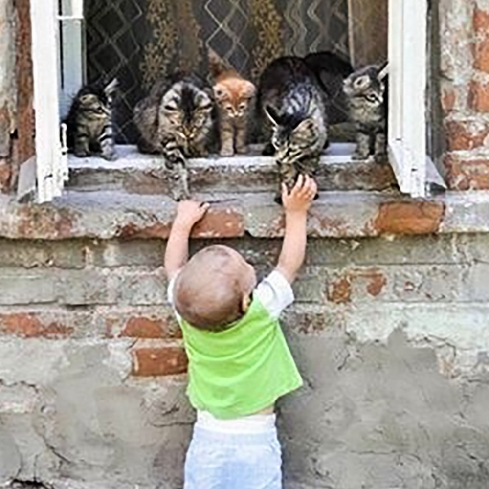 浪浪們:「來個摸摸~~」