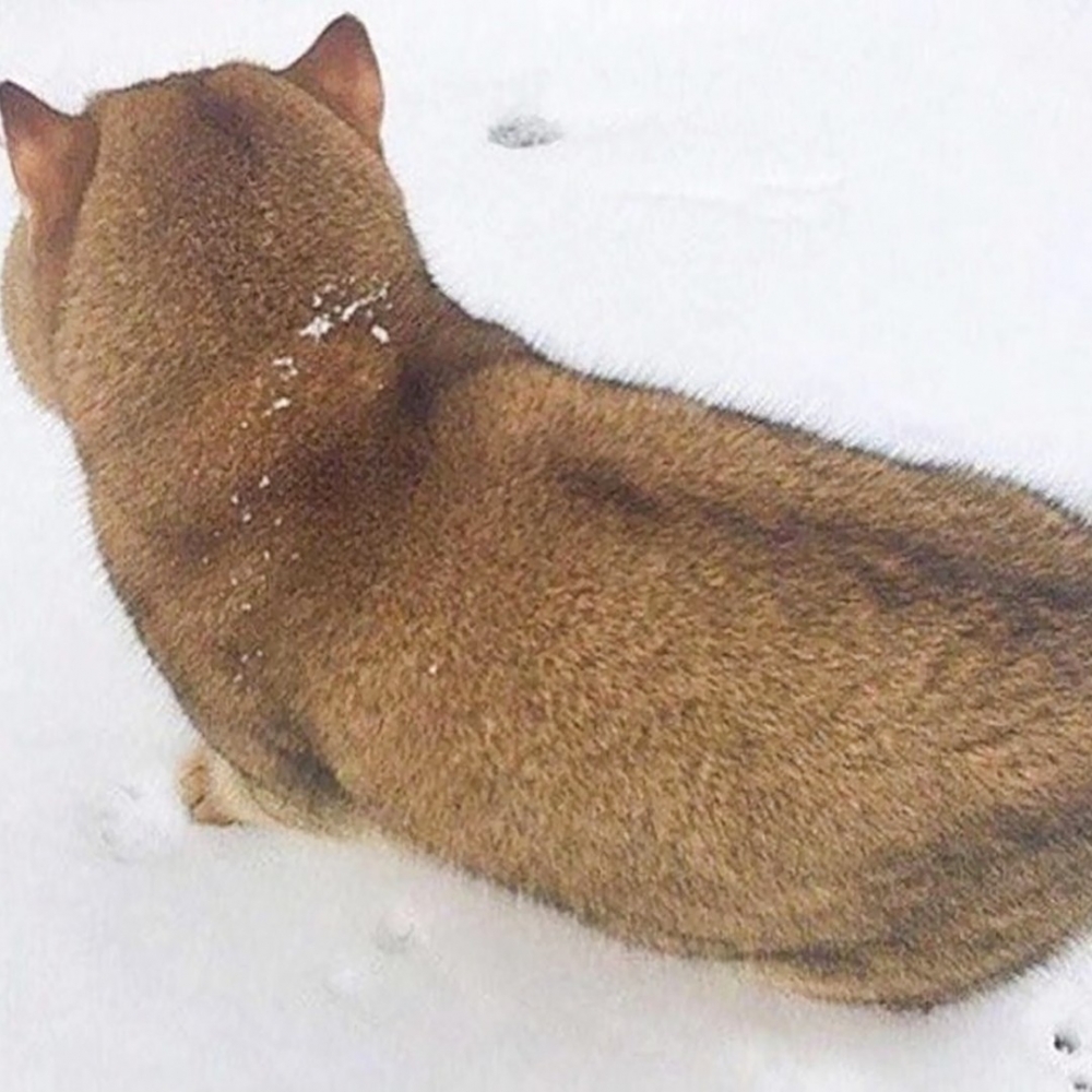 喵：「是朕啦！」