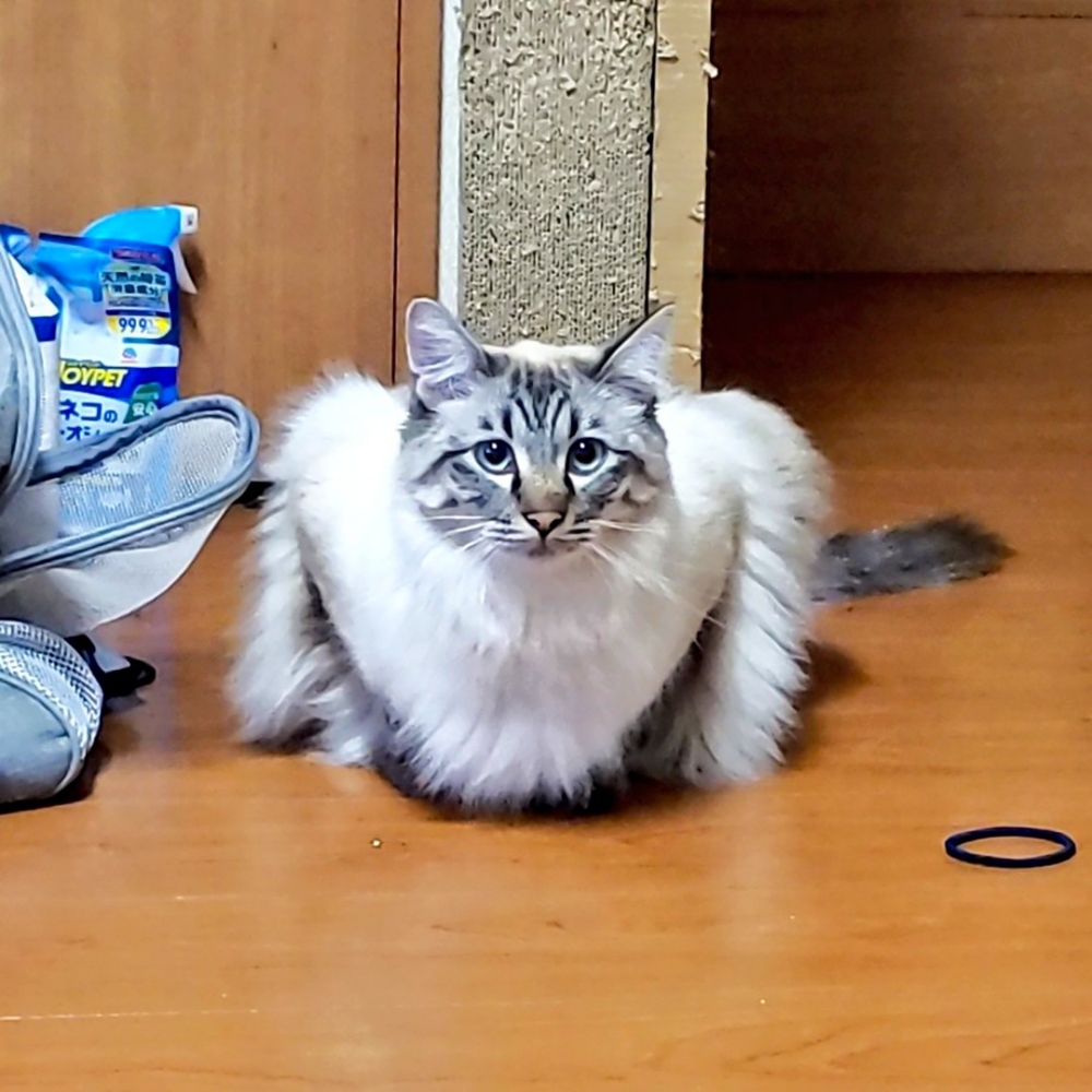 喵：「這下我有運動了吧～不用減肥了對吧」