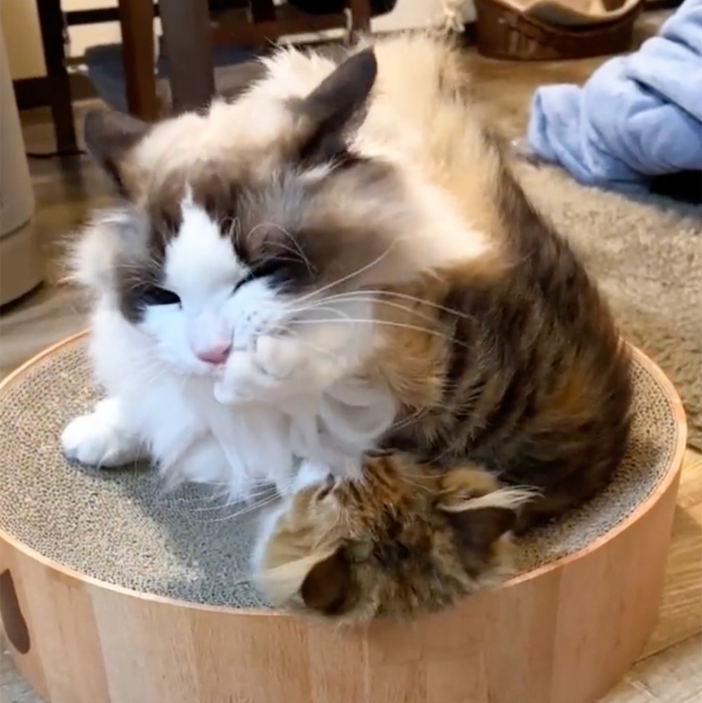 布偶喵：「朕就舔一下···一下嘛～」