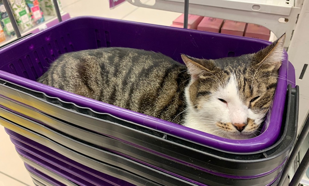 沒有絲毫離開意思的喵