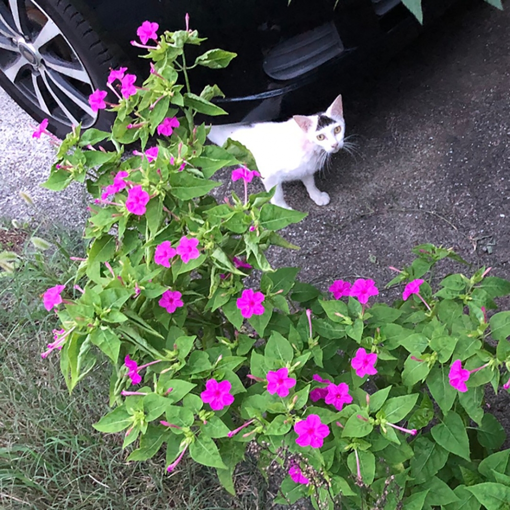 喵：「朕時尚吧～」