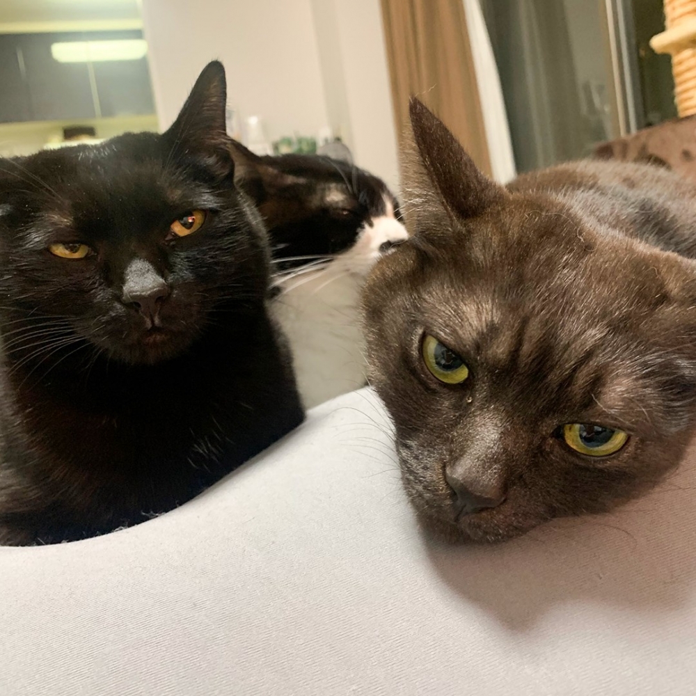 另一隻主子也被同化了······