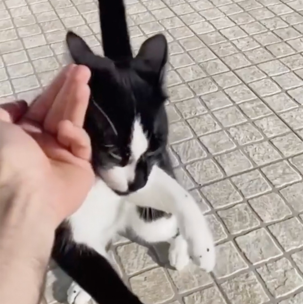 朕喜歡蹭蹭~蹭蹭~