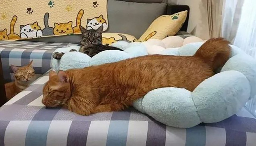 閉眼閉眼～朕就看不到這家伙了