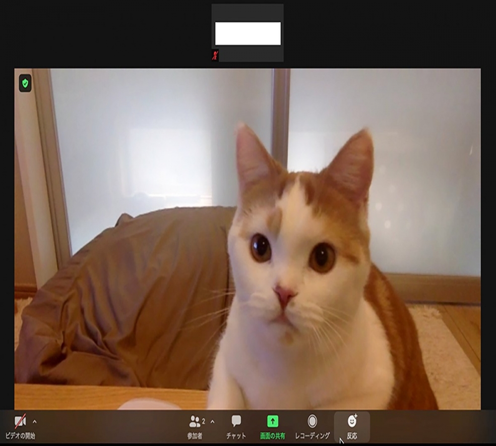 一臉霸氣開家庭會議的貓咪?