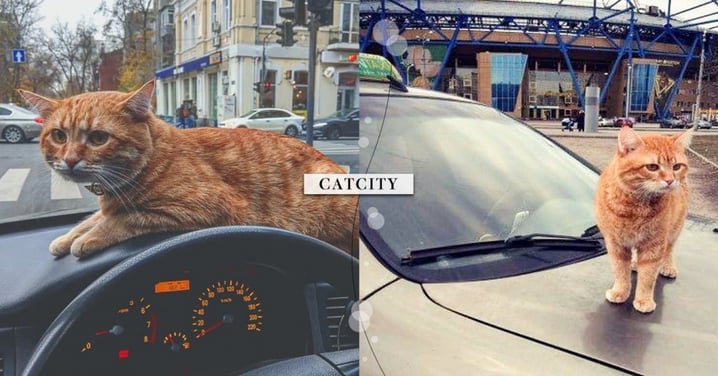 現實版「貓的士」超心空！主子化身「喵乘務」專業賣萌，網：現在可以叫車嗎？