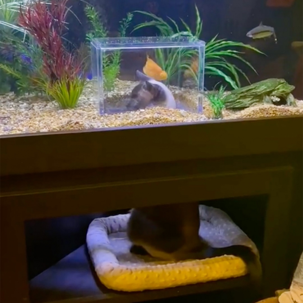 奴才的超大禮物打造好了！